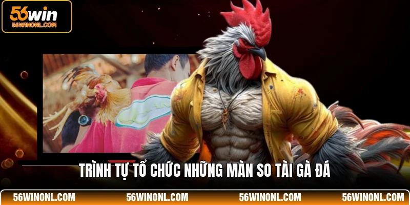 Luật Chơi Đá Gà SV388 - Cẩm Nang Cho Thành Viên 56WIN 4 Trình tự tổ chức những màn so tài gà đá